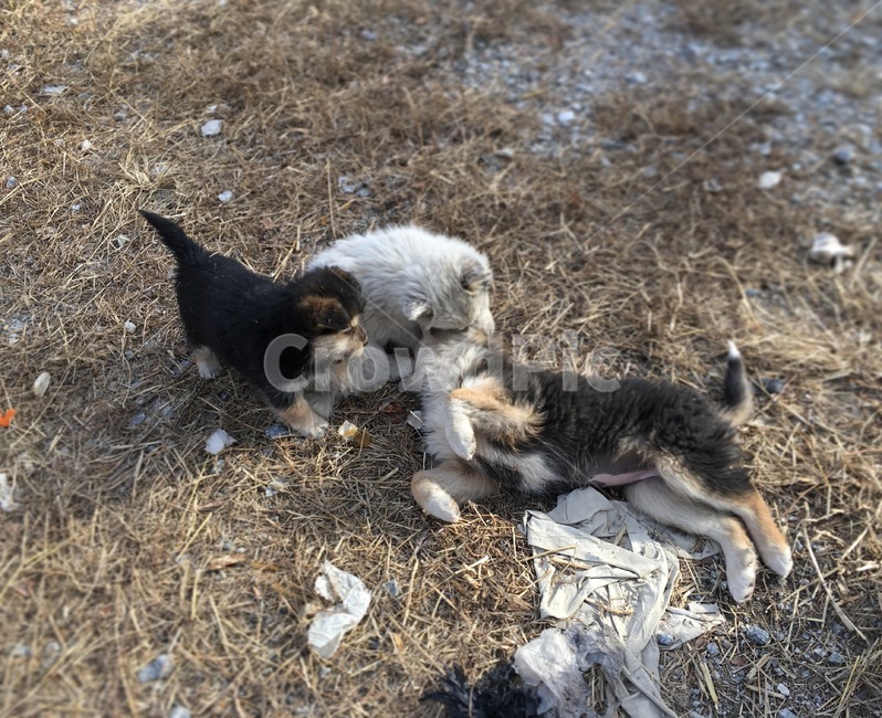 강아지,시골개,시골강아지,강아지감성,새끼강아지,새끼강아지들,아기강아지,노는강아지,강아지형제,개,똥개,dog