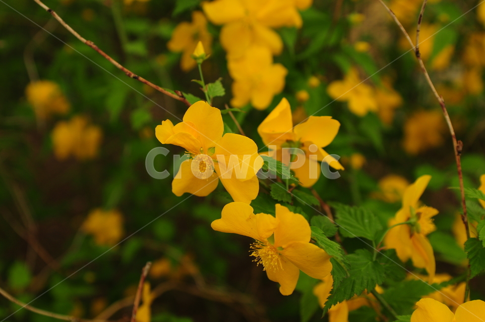 꽃,봄,flower,노란색,애기똥풀,식물