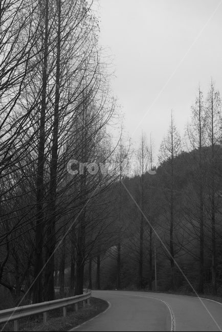 sequire,sequoia,blackandwhite,sequiretree,mountainroad,winter,mountain path,mountainpath,Grayscale,monotone