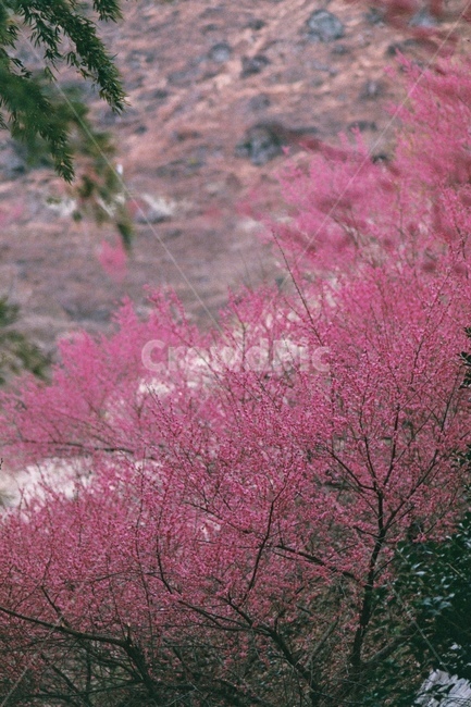 매화꽃,매화꽃배경,매화축제,매화나무,꽃,flowe,flowes,매화배경,매화꽃나무,매화꽃축제,매화,꽃배경,흰꽃배경,핑크꽃,홍매화,봄,계절,spring,season,식물,자연,plants,nature,꽃,flower,plant
