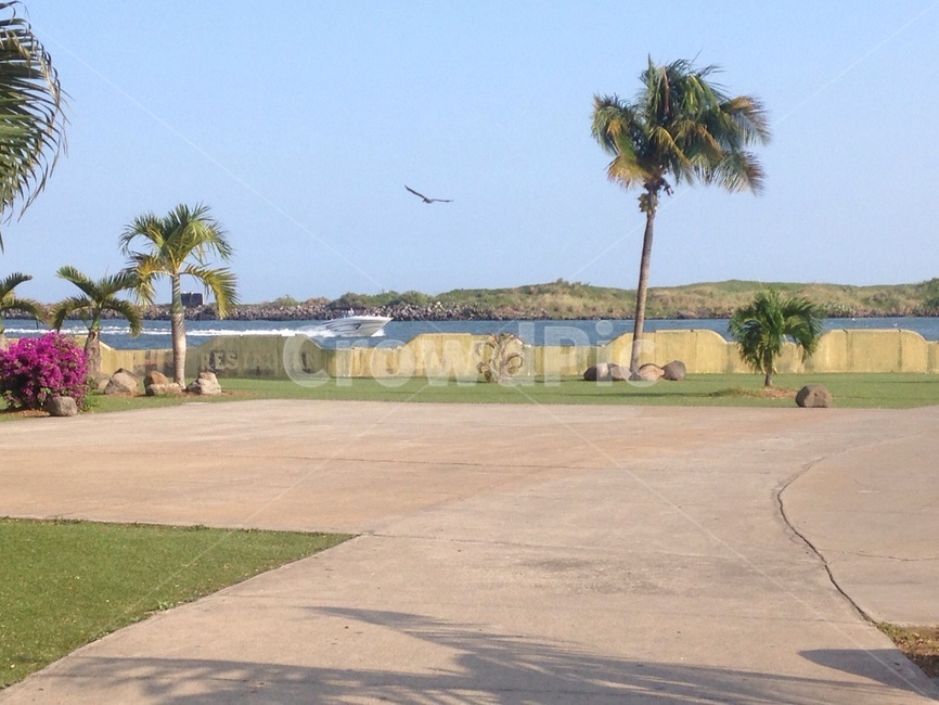 outdoors,옥외,plant,식물,tree,나무,해변,멕시코,mexico,beach,새,bird