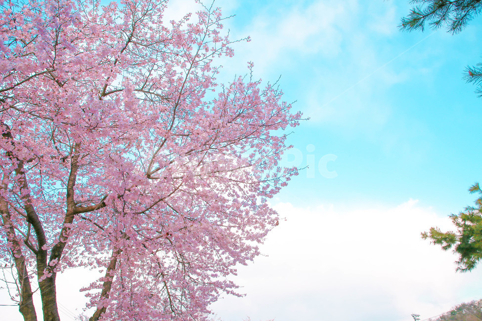 봄,벚꽃,감성사진,자연,계절,spring,꽃,season,금오산,벚꽃길,봄,계절,spring,season,꽃,flower,plant,식물