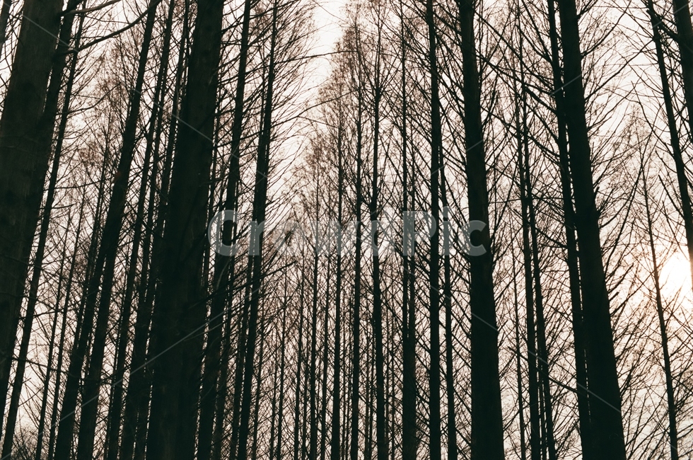 나무,숲,메타세콰이어,메타세콰이어숲,황량한,겨울,계절,winter,season,자연,풍경,nature,landscape,식물,plants,나무,trees,wood,감성,sensible,feeling,tree,plant