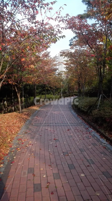 산책길,가을,낙엽,갈색,오후,가을,계절,fall,autumn,season,자연,풍경,nature,landscape,path,통로,tree,나무,plant,식물