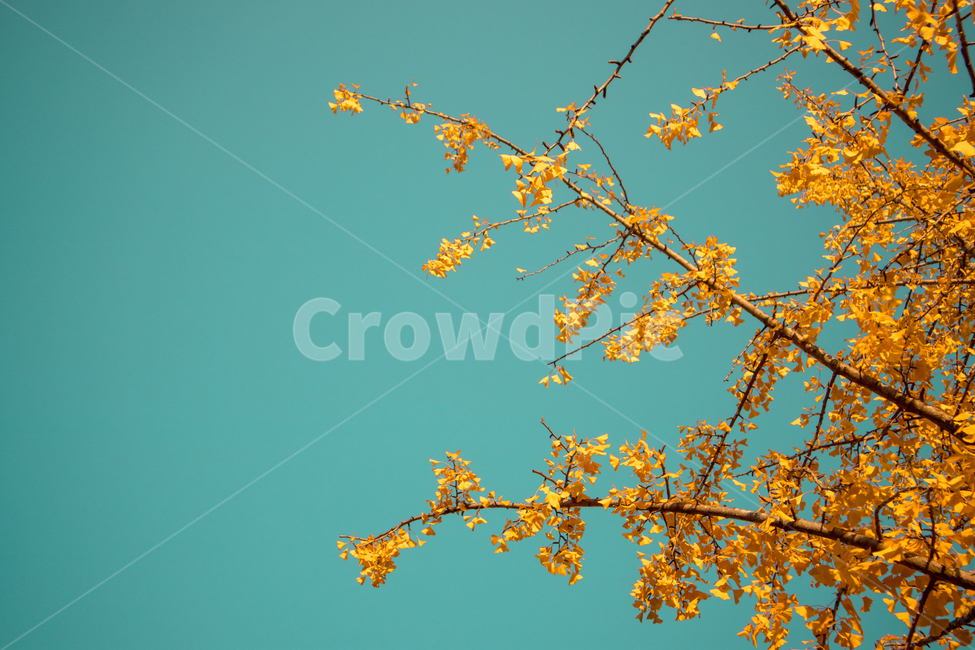 가을,단풍,은행잎,은행,은행나무,가을공원,공원,공원풍경,자연,nature,풍경,도심풍경,autumn,fall,landscape,보라매공원,한국공원,한국공원풍경,korea,가로수,가을,계절,fall,autumn,season,자연,풍경,nature,landscape,leaf,잎,plant,식물