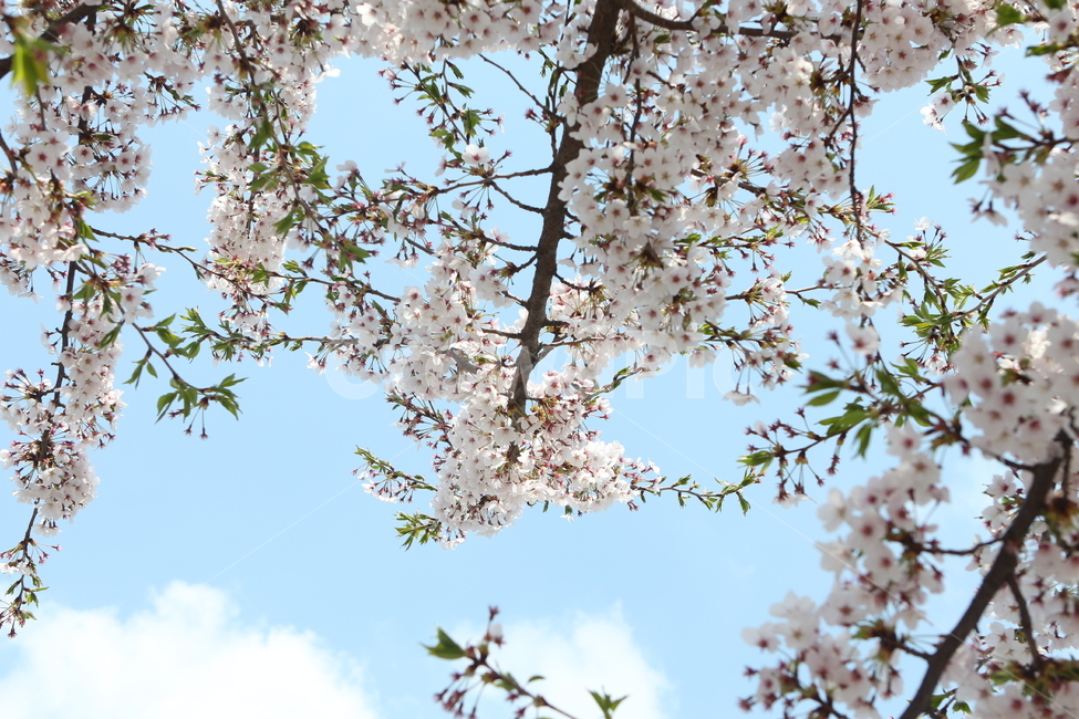벚꽃,꽃,flower,봄꽃,cherryblossom,벚나무