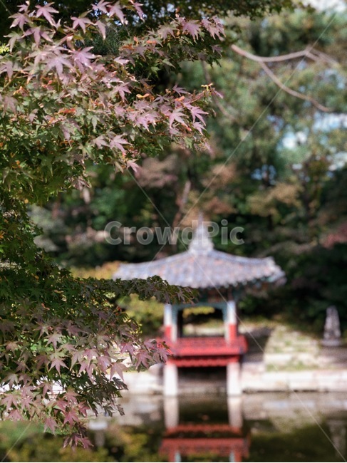 changdeokgungpalace,창덕궁,창덕궁후원,한국관광지,유명관광지,한국궁궐,풍경,경치,낙엽,architecture,building