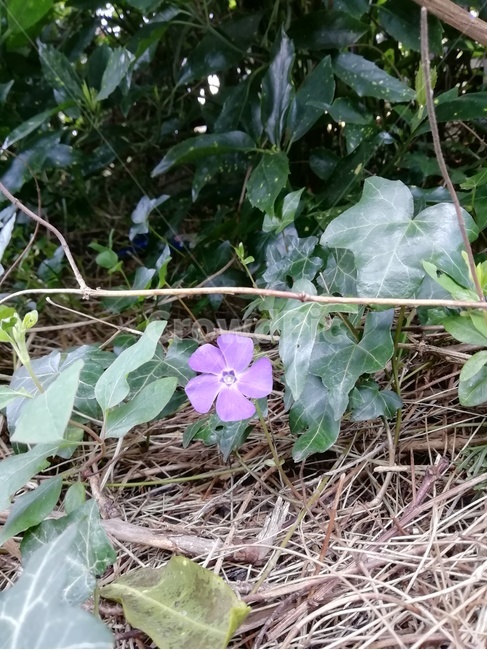 식물,plant,꽃,flower,야생화,wild