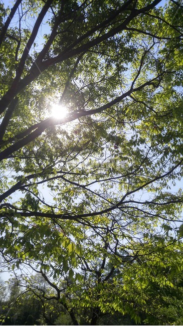 여름,햇살,나무,푸르름,태양,자연,풍경,nature,landscape,light,빛,flare,플레어,tree,plant,식물