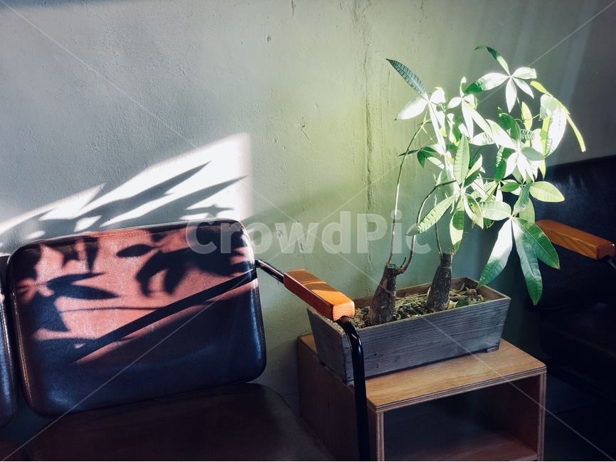 의자,식물,햇빛,빛,그림자,오후,식물,자연,plants,nature,실내용화초,화분,화초,house plant,인테리어,실내디자인,interior design
