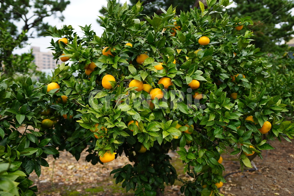 citrusfruit,감귤류과일,과일,orange,fruit,식물,주황색,과일,열매,fruit