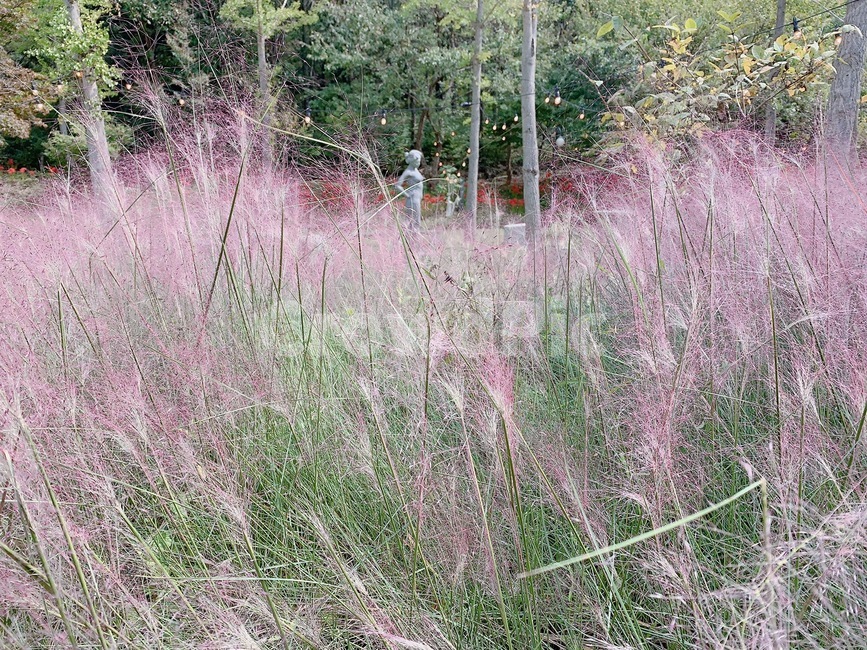 핑크뮬리,갈대,억새,핑크,풀,식물,grass,잔디,가을,계절,fall,autumn,season,plant,lawn