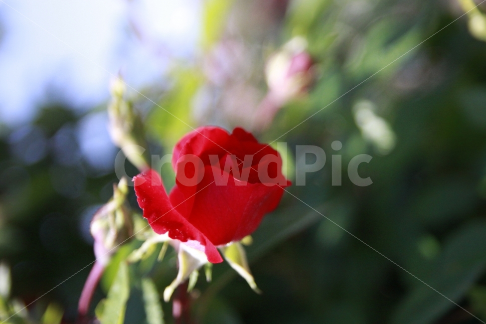장미,열정,사랑,사랑을찾아,꿈,자연,배경,꽃배경,식물,자연,plants,nature,꽃,flower