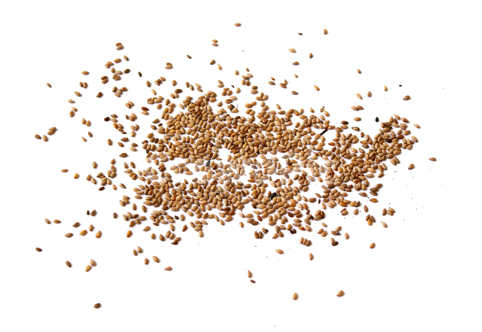 brown,closeup,dry,food,gold,grain,macro,meal,natural,nature,organic,plant,seed,seeds,sesame,sesameseed,sesameseeds,top,topangle,topview,yellow,깨,참깨,곡식,곡류,음식,음식재료,식재료,식물,씨앗,씨,갈색,브라운,말린,말리는,건조,자연,클로즈업,탑앵글,탑뷰,깨소금,농작물,농촌,농사,흰배경,뿌린,뿌려놓은,음식,식재료,요리,food,cook,meal,dishes,food reserves,곡류,곡식,cereals