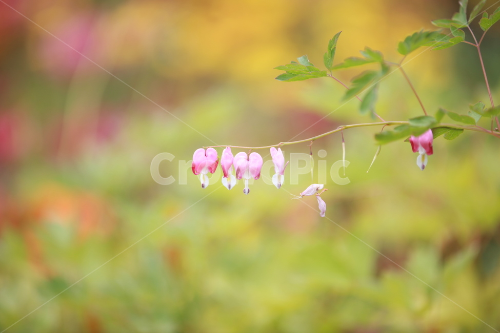 plant,식물,꽃,blossom,방울꽃,식물,자연,plants,nature,꽃,flower