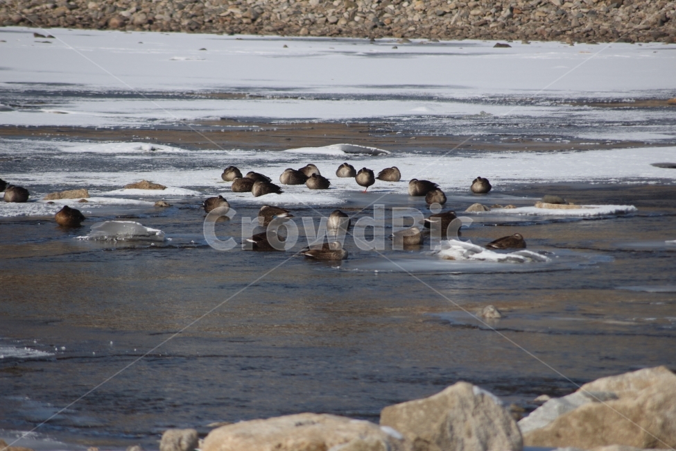 오리,흰뺨검둥오리,duck,새,조류,동물,강,얼음,눈,겨울,추운날,겨울,계절,winter,season,동물,animal,조류,새,birds