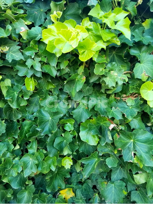 아이비,덩굴,식물,ivy,식물아이비