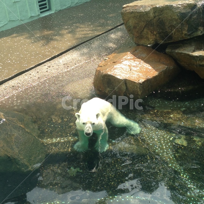 동물,북극곰,곰,흰곰,폴라베어,동물,animal,포유류,mammal