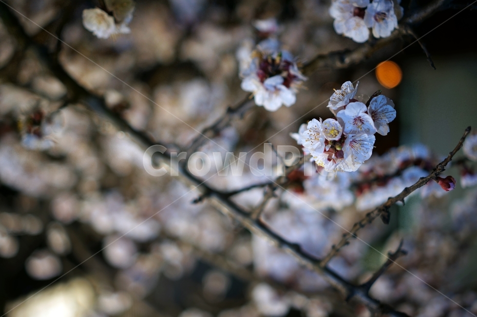 매화,야경,blossom,flower,spring,primavera,식물,자연,plants,nature,꽃,flower