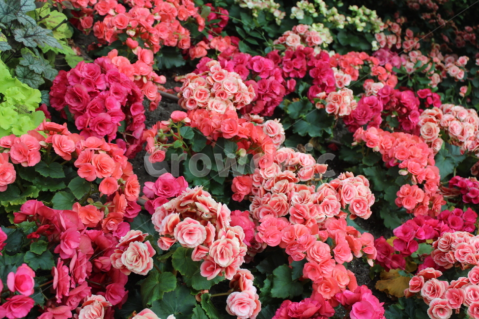 꽃,봄,화단,화분,핑크,식물,자연,plants,nature,꽃,flower