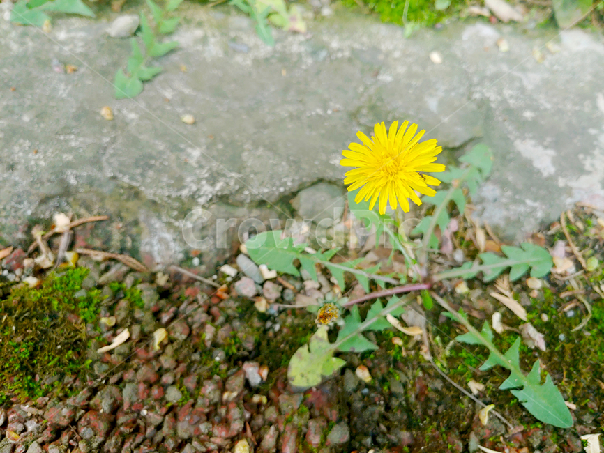 민들레,노란민들레,개미,dandelion,yellowdandelion,꽃,노란꽃,yellowflower,ant,식물,자연,plants,nature,꽃,flower