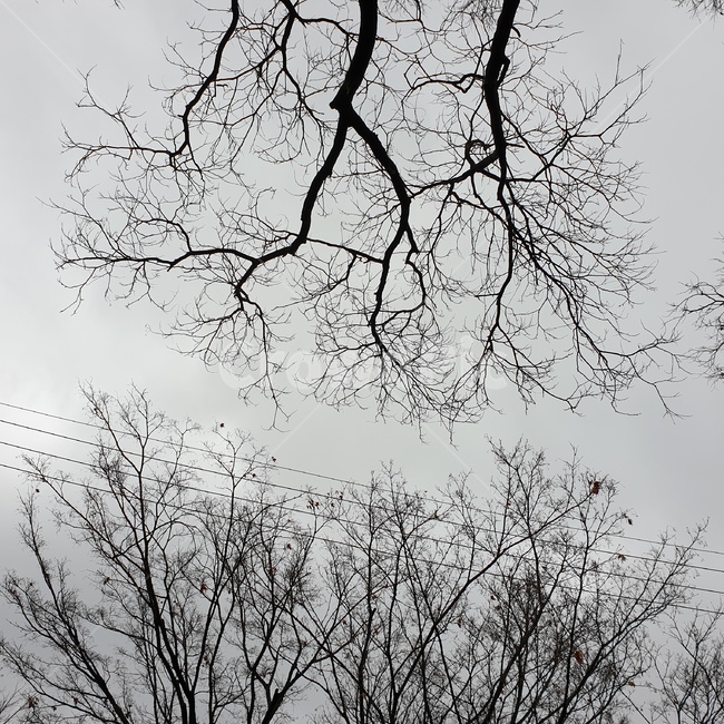 나뭇가지,쌍방향,나무,구름,마주봄,겨울,계절,winter,season,자연,풍경,nature,landscape,식물,plants,나무,trees,wood