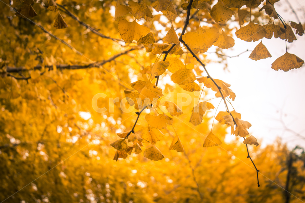 은행나무,가로수길,road,단풍,식물,은행잎,잎,leaf,plant,tree,가을,계절,fall,autumn,season,식물,자연,plants,nature,나무,maple