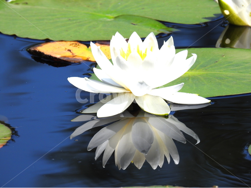 식물,꽃,호수,물,자연,식물,자연,plants,nature,꽃,flower