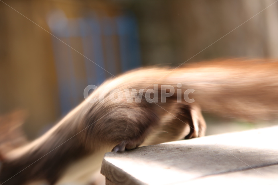 청설모,동물,자연,야외,배경,동물,animal,포유류,mammal