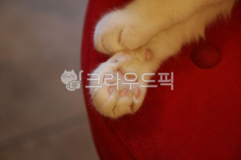 sole,cat,jelly,cat paws