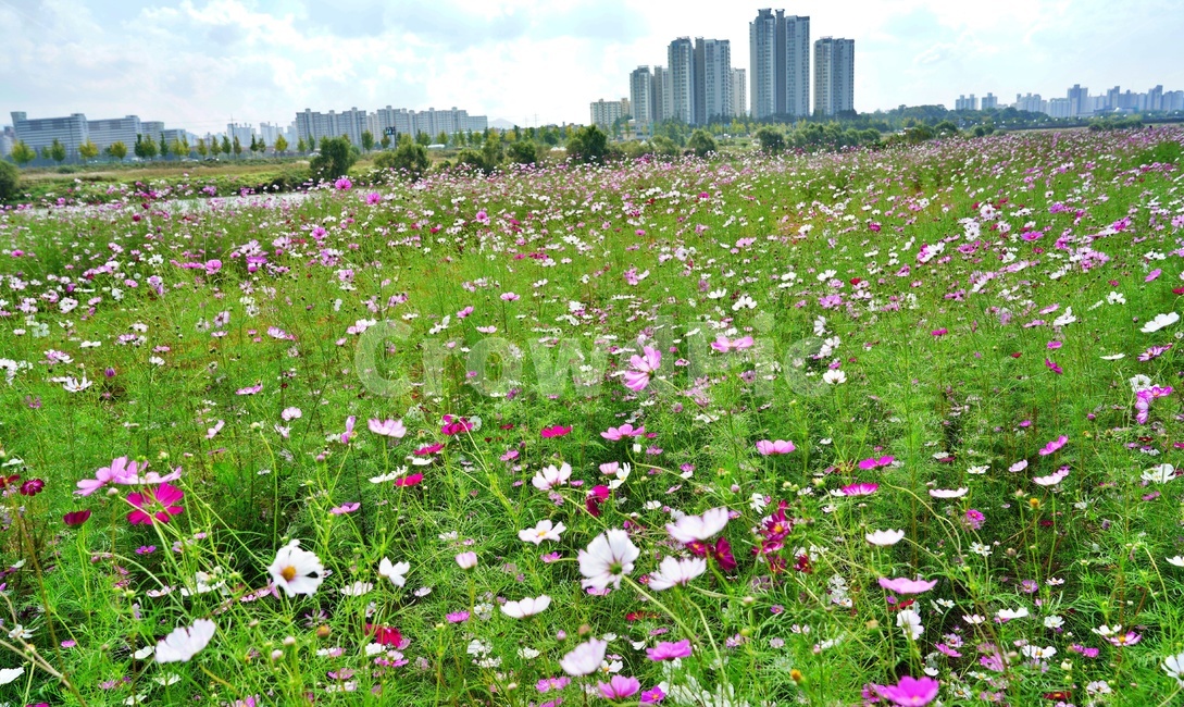 코스모스,곡교천,아산가볼만한곳,들판,식물,옥외,outdoors,목초지,들,한지방,자연,농촌,rural,자연,풍경,nature,landscape