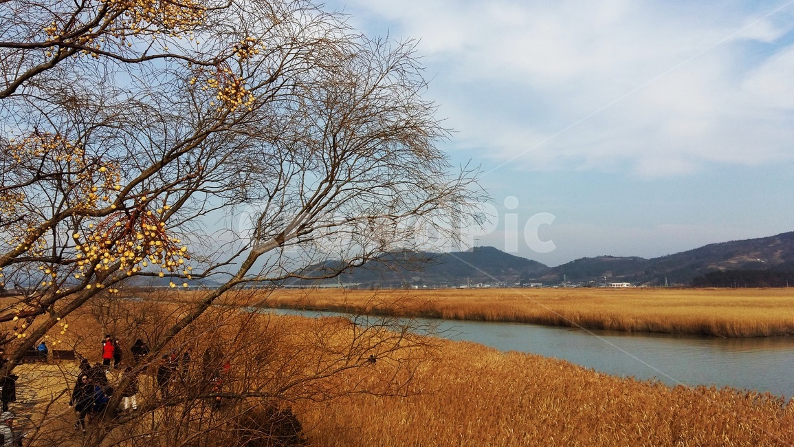 갈대,강,나무,파란하늘,자연풍경,물,산,흰구름