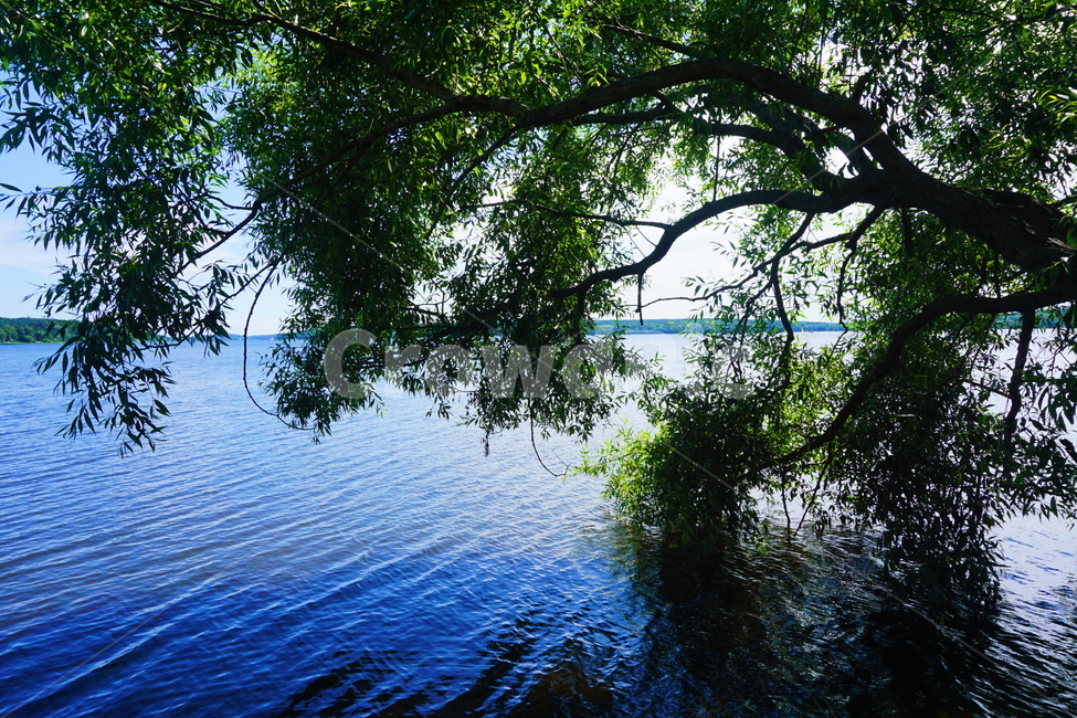 스웨덴,호수,나무,호숫가,나뭇가지,lake,sweden,tree