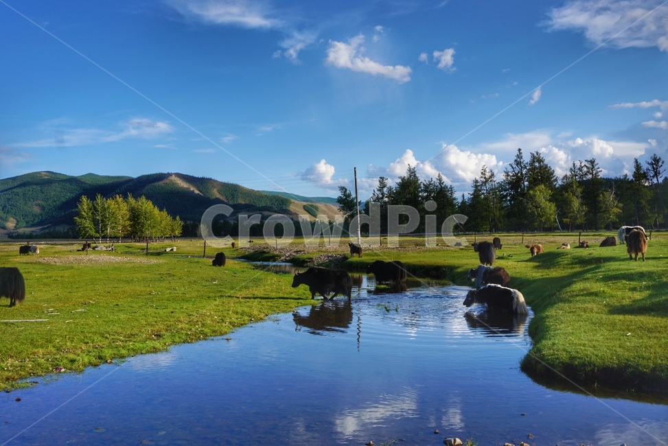 nature,자연,mongolia,몽골,풍경,하늘,물,cow,소,cattle,가축,yak,자연,풍경,nature,landscape,해외,외국,세계,foreign,oversea,world,세계자연풍경,해외자연풍경,외국자연풍경,world nature landscape,outdoors,옥외,water,animal,동물,mammal,포유류,land,땅