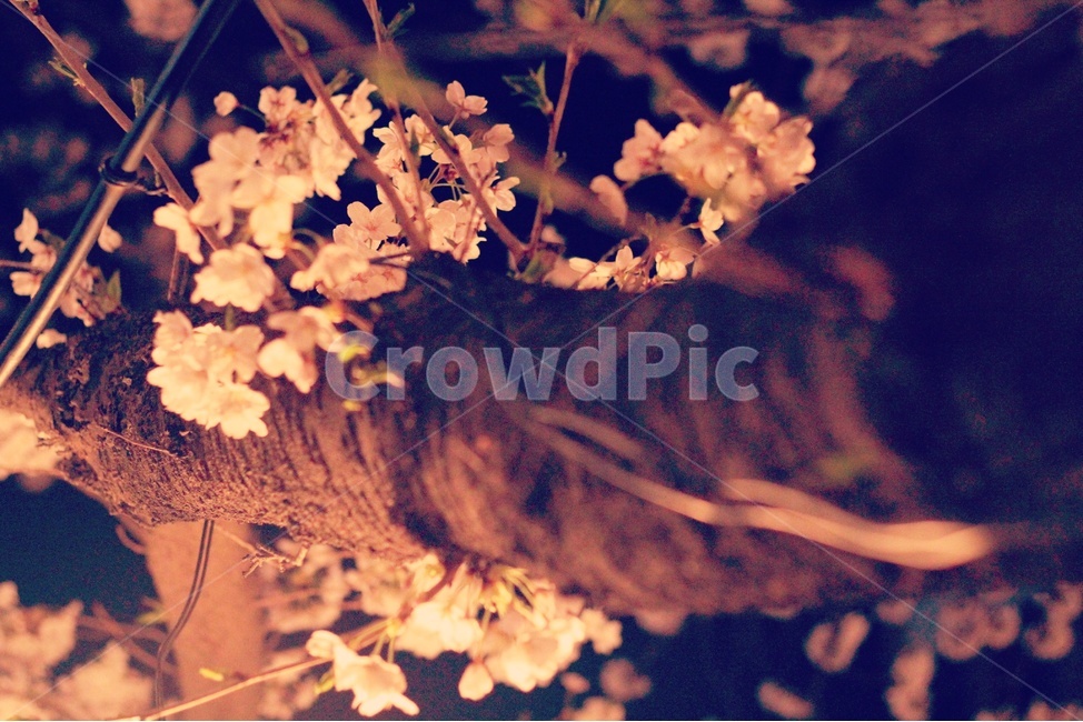 꽃,blossom,flower,벚꽃,봄,봄,계절,spring,season,야경,밤,풍경,nightscape,night,landscape,plant,식물