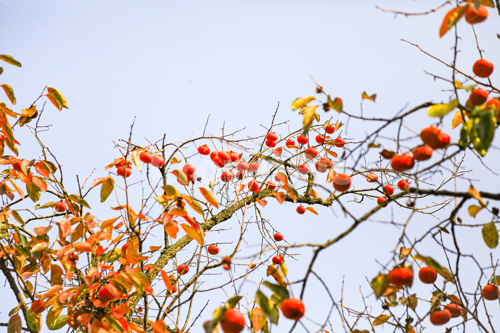 plant,식물,과일,식품,frute,food,produce,가을,계절,fall,autumn,season,과일,열매,fruit