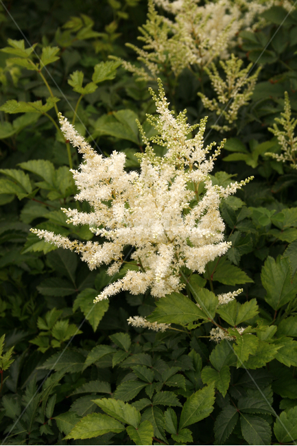노루오줌,식물,flower,plants,nature,꽃,꽃봉오리,식물,자연,plants,nature,꽃,flower