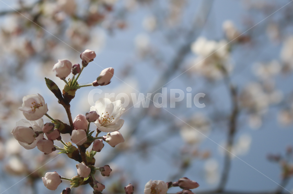 blossom,flower,꽃,벚꽃,봄꽃,spring,봄,plant,식물,tree,나무,treetrunk,나무줄기,나뭇가지,하늘,sky