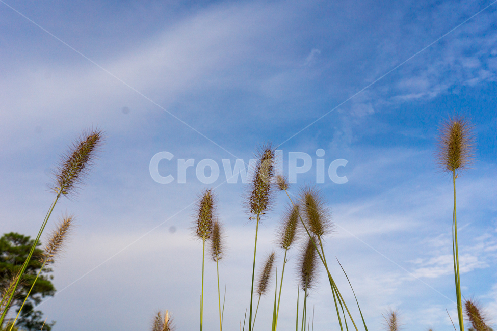 강아지풀,산책,공원,잔디,풀,자연,식물,하늘,구름,가을하늘,가을,푸른색,plant,grass,lawn,reed,갈대,감성,색감,식물,자연,plants,nature