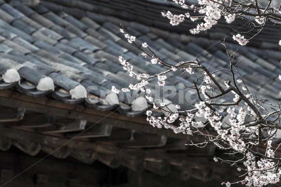 고택,기와,봄,벚꽃,전통,봄,계절,spring,season,한국전통,한국문화,korean traditional,korean culture,식물,자연,plants,nature,꽃,flower,건축물,건물외관,exterior,building,structure,architecture,construction