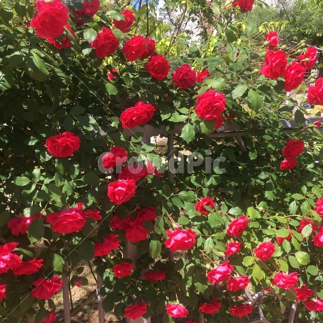 geranium,제라늄,flower,blossom,꽃,plant,식물,장미,식물,자연,plants,nature,꽃,flower