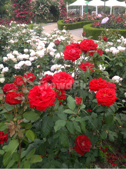 장미,공원,축제,빨간,계절,꽃,여왕,식물,자연,plants,nature,꽃,flower
