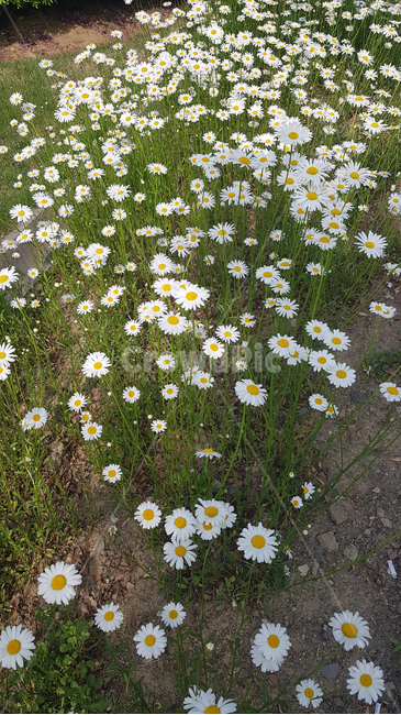 개망초,꽃,계란꽃,꽃밭,데이지,정원,식물,녹색,흰색꽃,flowers,garden,daisy,plants,green