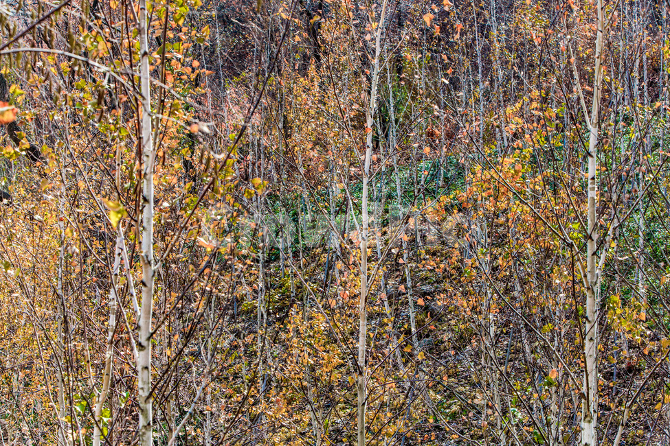 가을숲,자작나무,가을,단풍,낙엽,숲,힐링,자연,풍경,가을,계절,fall,autumn,season,자연,풍경,nature,landscape