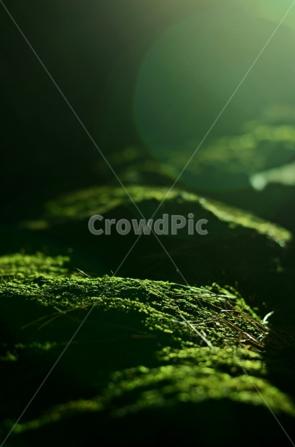 이끼,초록색,클로즈업,아웃포커스,색감,자연,식물,자연,plants,nature,휴식,힐링,rest,relaxation,healing