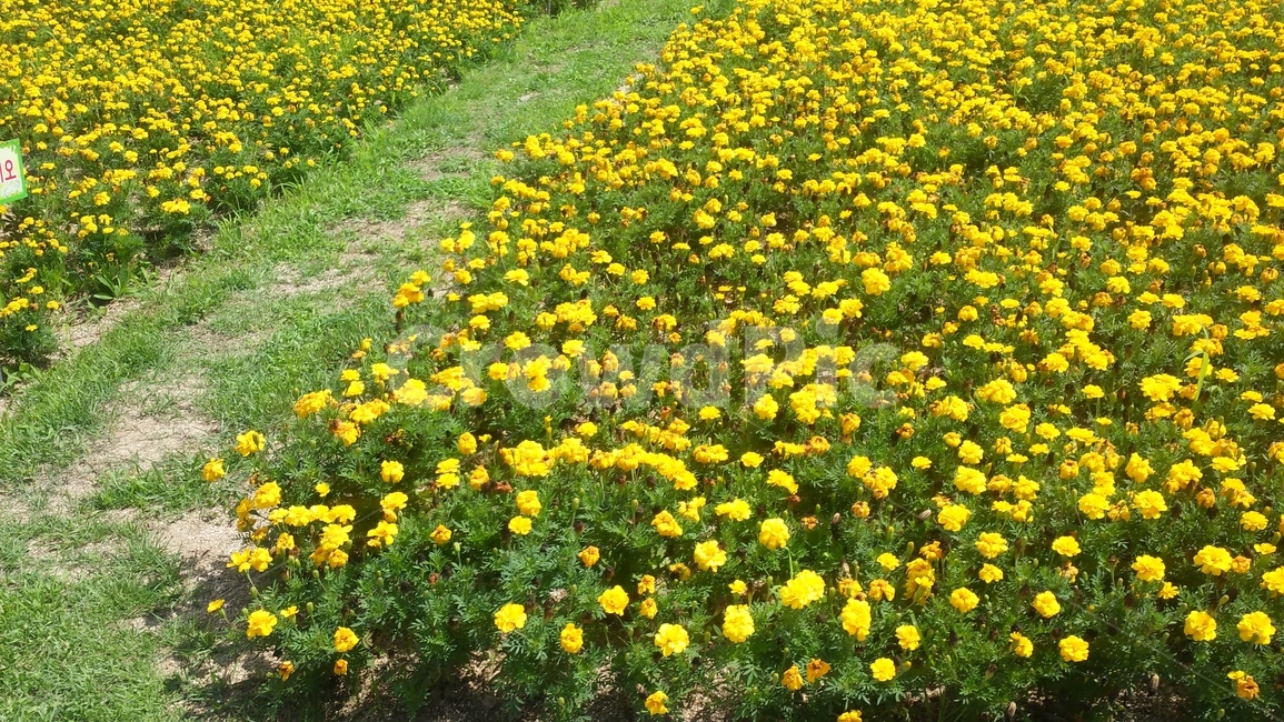 유체꽃,자연,유체꽃길,여름,꽃