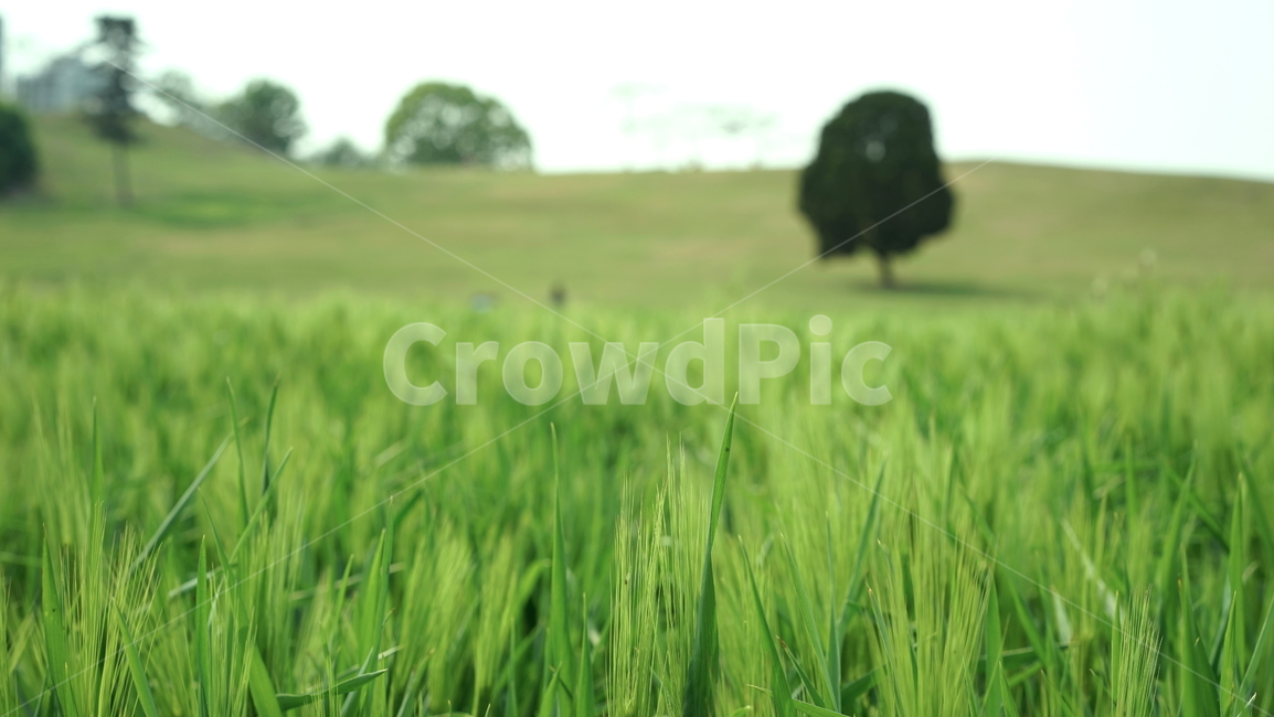 field,들,outdoors,옥외,grassland,nature,목초지,자연,plant,식물,grass,잔디,올림픽공원,홀로나무