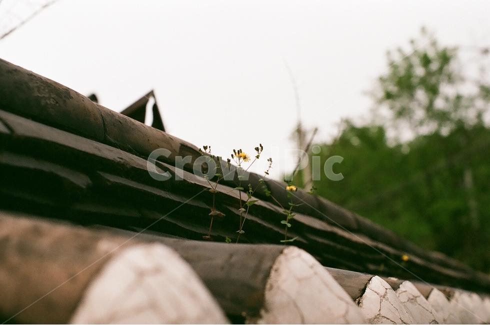 들꽃,기와,노란꽃,야생화,한옥,처마,담벼락,자연,힐링,감성,식물,풀,꽃,flower,yellow,tiling,hanok,wall,healing,nature,plant
