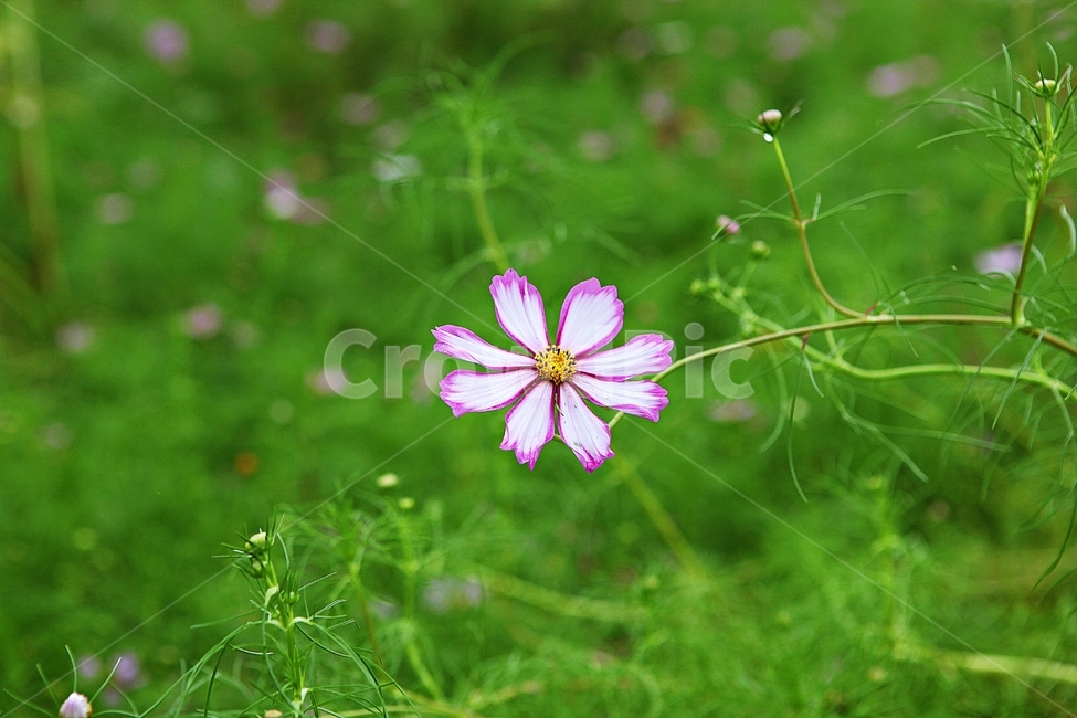 코스모스,꽃,꽃잎,식물,자연,가을,가을꽃,공원,식물,자연,plants,nature,꽃,flower