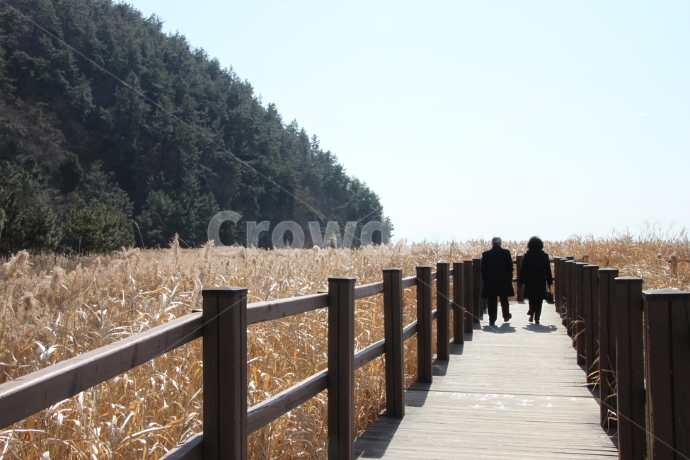 난간,banister,person,인간,사람,handrail,갈대